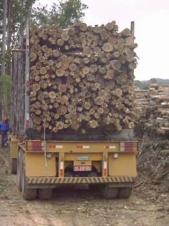 Z CAMION TRONCOS